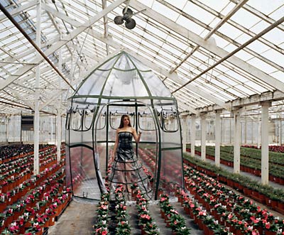 Lasser Pao greenhouse photo